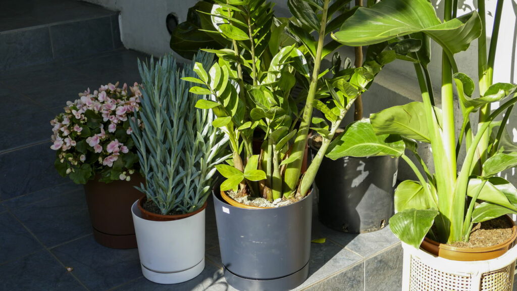 Planta fácil de cuidar que purifica o ar e deixa a casa mais bonita