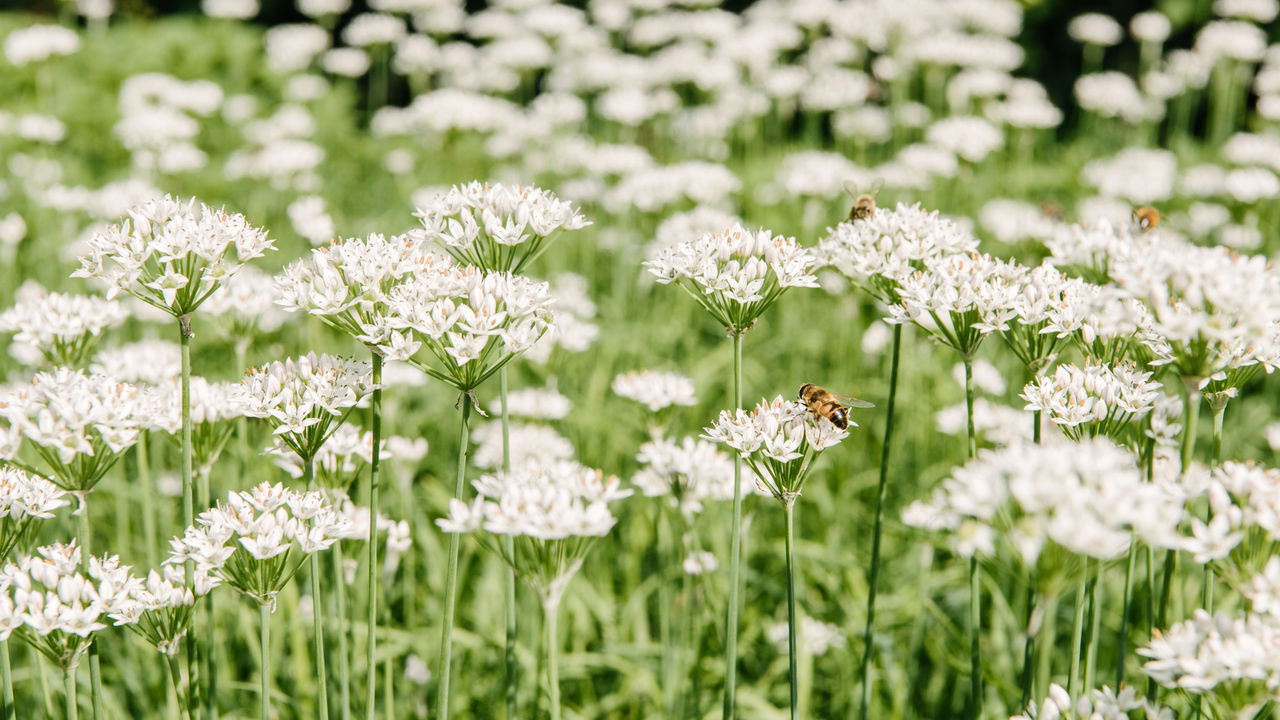 Registro surpreendente mostra abelha descansando em flor após muito trabalho