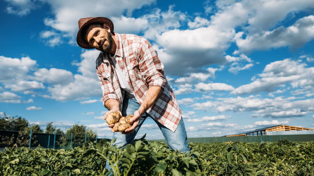 Essa colheita de tomate bateu recorde, mas virou prejuízo para os agricultores