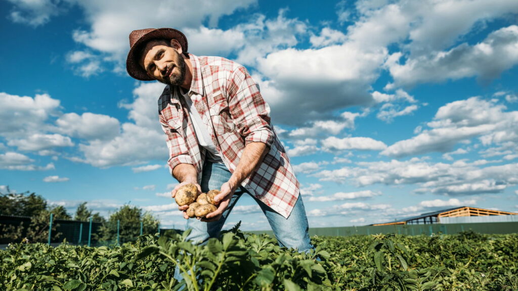 Essa colheita de tomate bateu recorde, mas virou prejuízo para os agricultores