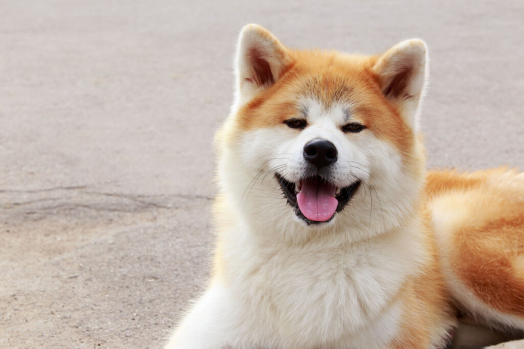 7 raças de cachorro de origem japonesa
