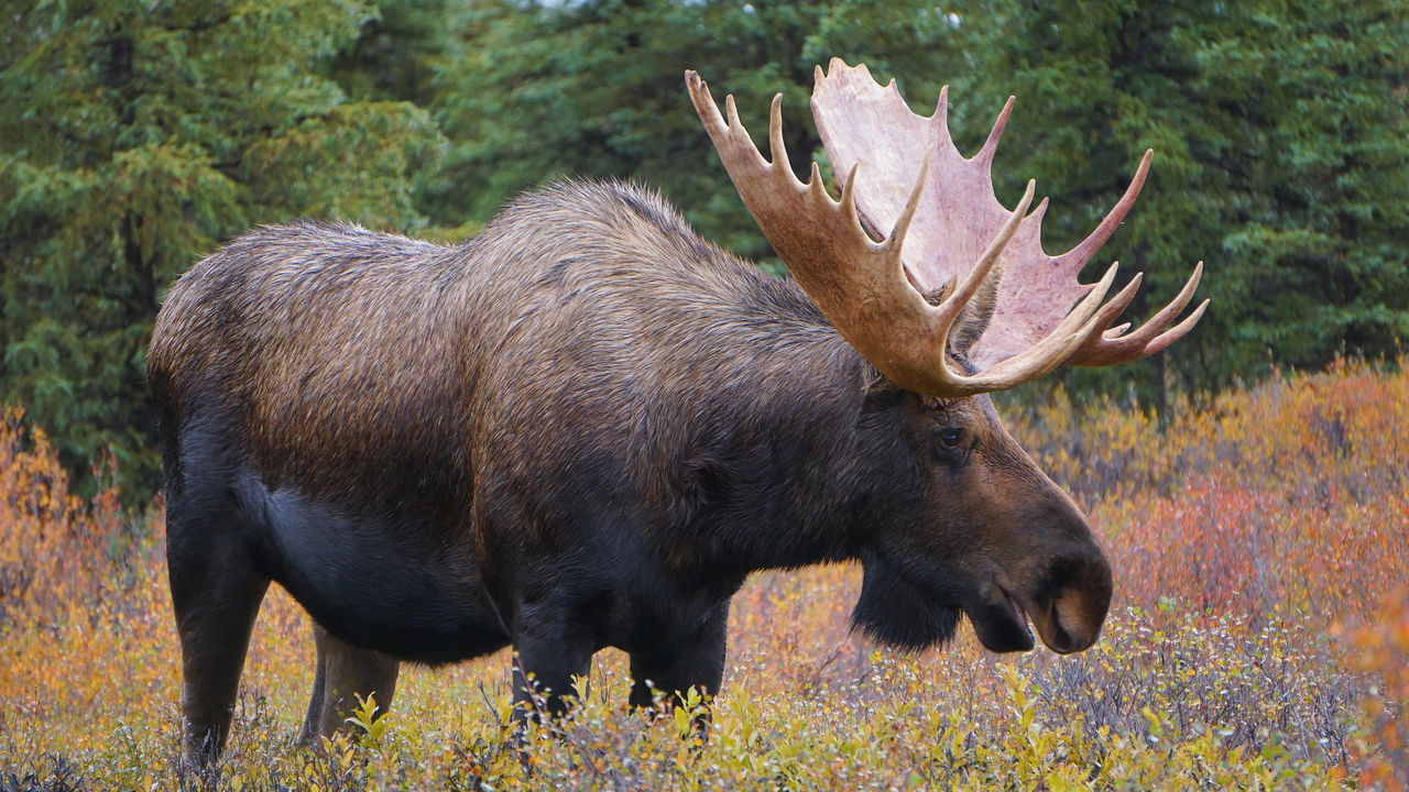 Homem encontra alce na floresta e o vídeo captura algo assustador