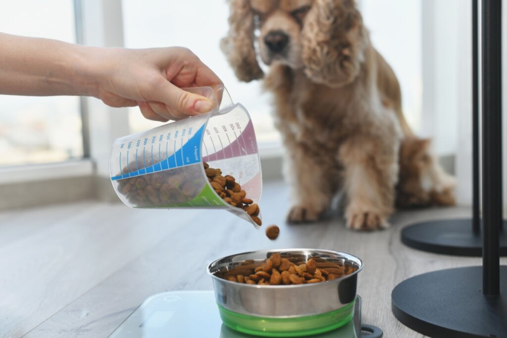 Conheça os sintomas do diabetes em animais de estimação