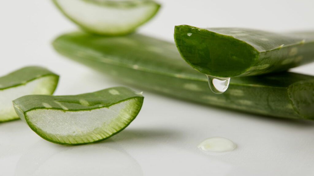 Três motivos para usar aloe vera todos os dias na sua rotina