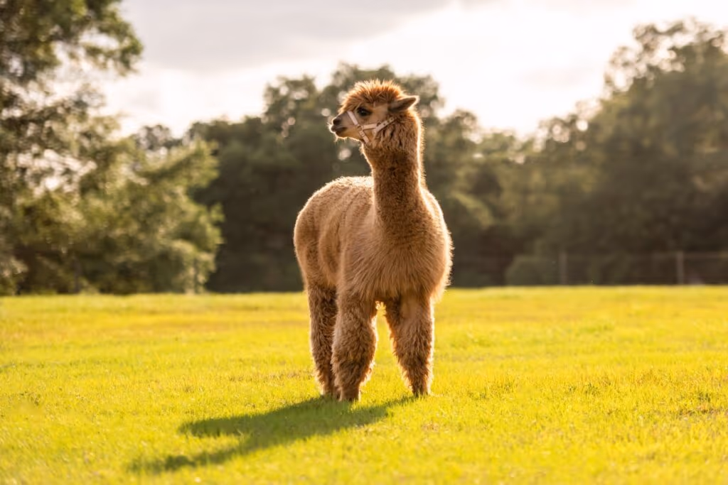 7 curiosidades interessantes sobre as alpacas