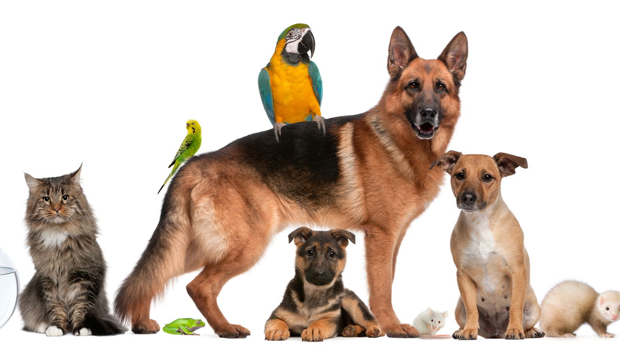 Cinco animais que são iguais ou mais leais que o cachorro