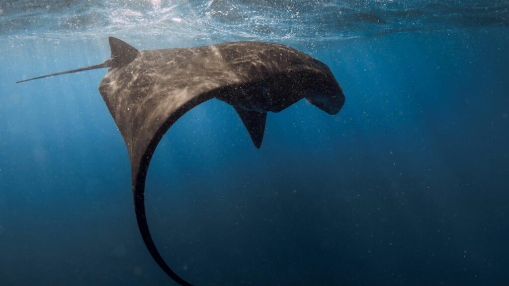 Entenda a trágica morte de Steve Irwin, "O Caçador de Crocodilos"