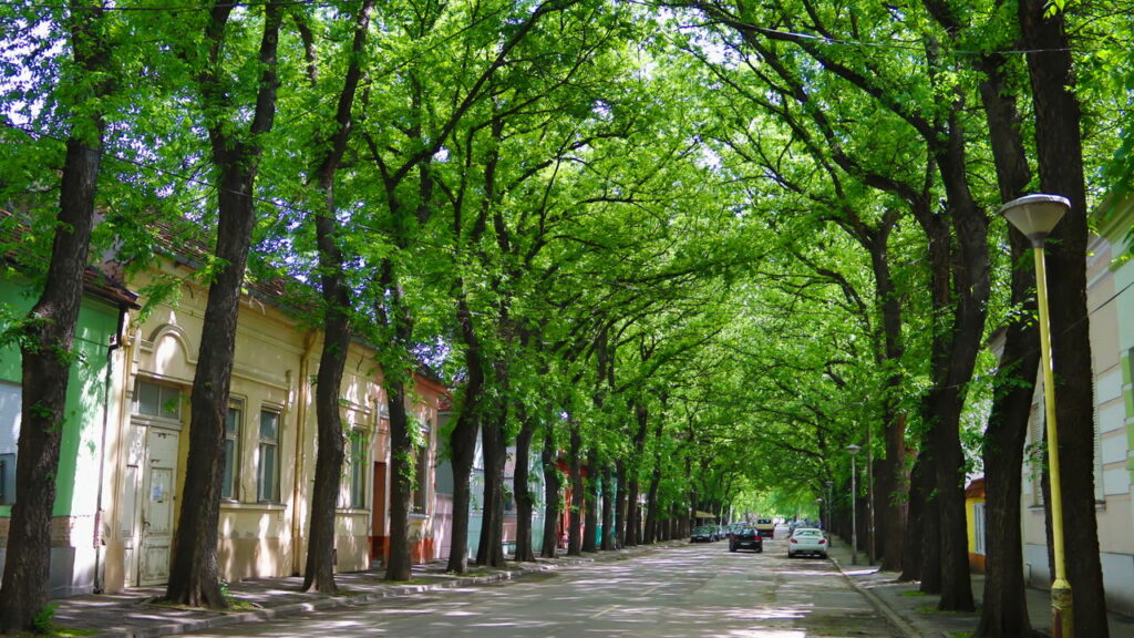 Elas são vistas em todos os lugares, mas para que servem as fileiras de árvores ao longo das estradas? - Créditos: depositphotos.com / suburbanium