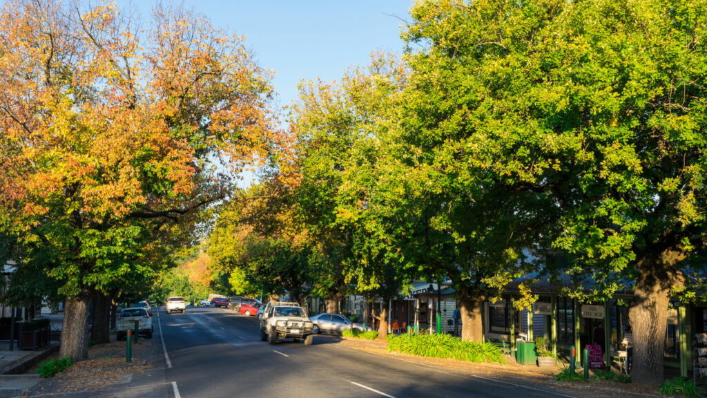Elas são vistas em todos os lugares, mas para que servem as fileiras de árvores ao longo das estradas? - Créditos: depositphotos.com / nilsversemann