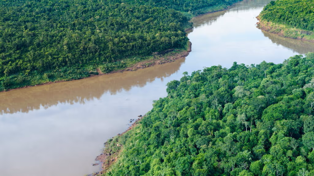 Imagens raras de pássaro com as cores da mata atlantica
