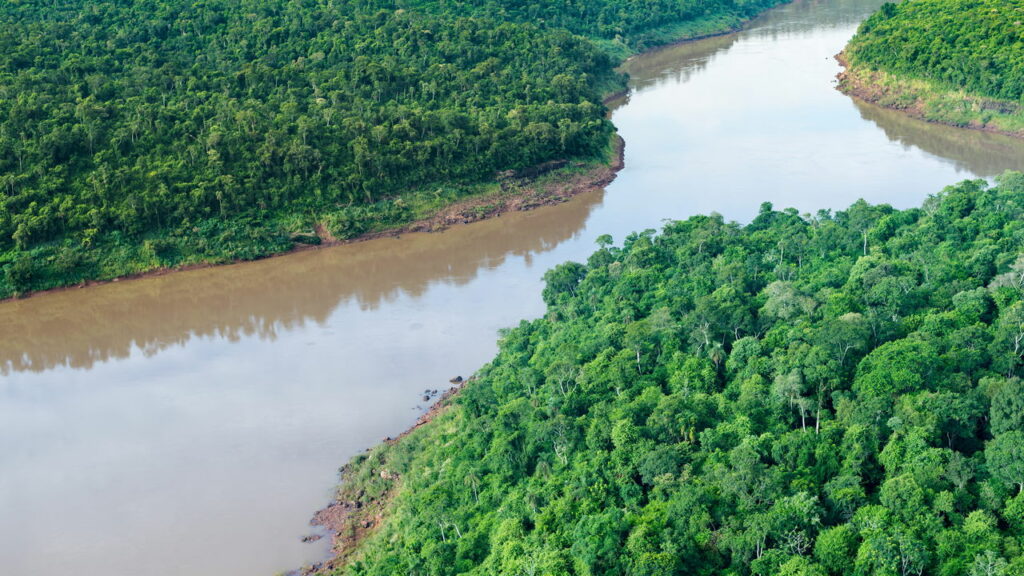 Imagens raras de pássaro com as cores da mata atlantica
