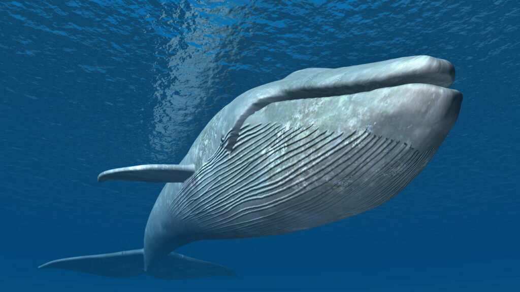 Esse animal pode viver mais de 400 anos e quase ninguém conhece