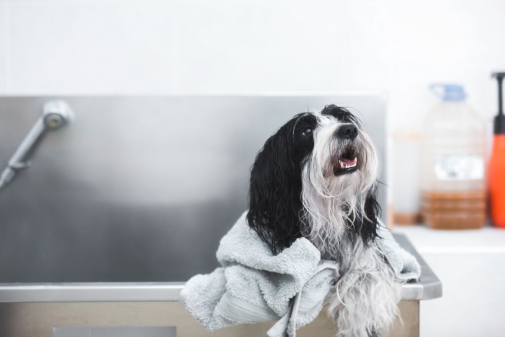4 características do cachorro da raça terrier tibetano