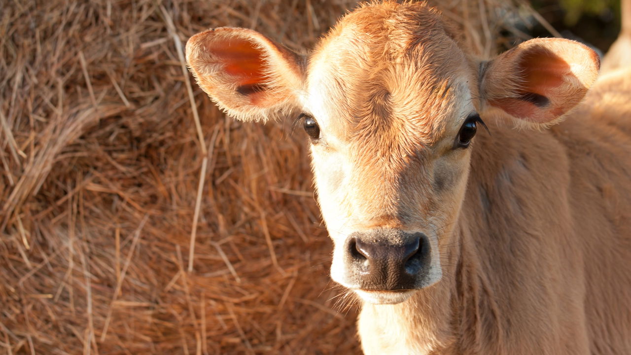Nascimento de bezerro de duas cabeças choca Santa Catarina