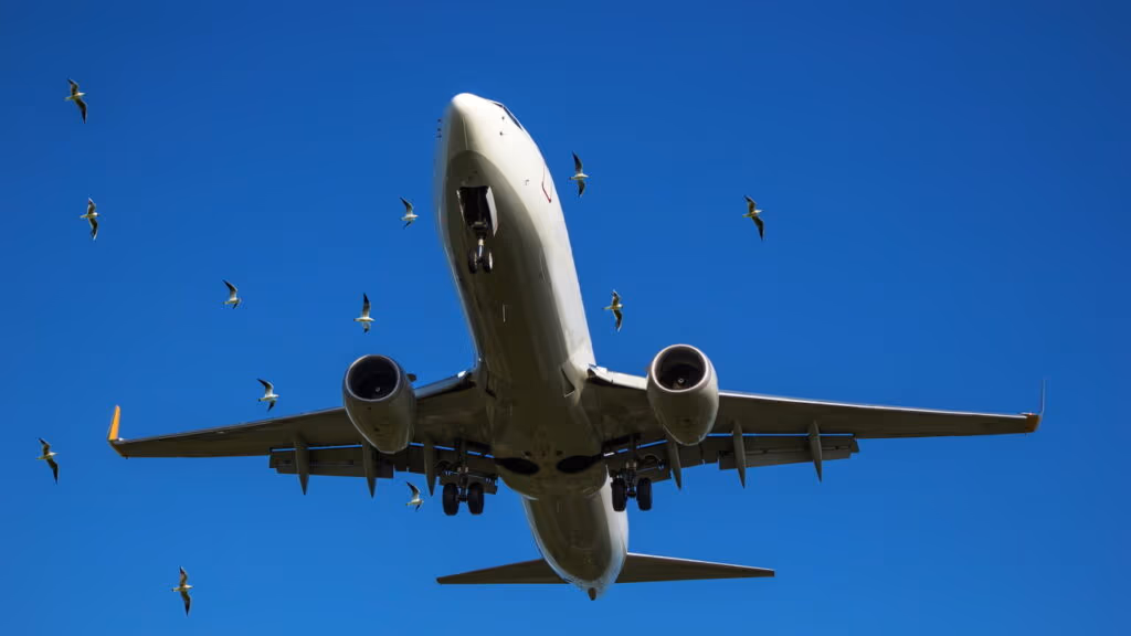 O encontro perigoso entre aves e aviões que pode custar bilhões