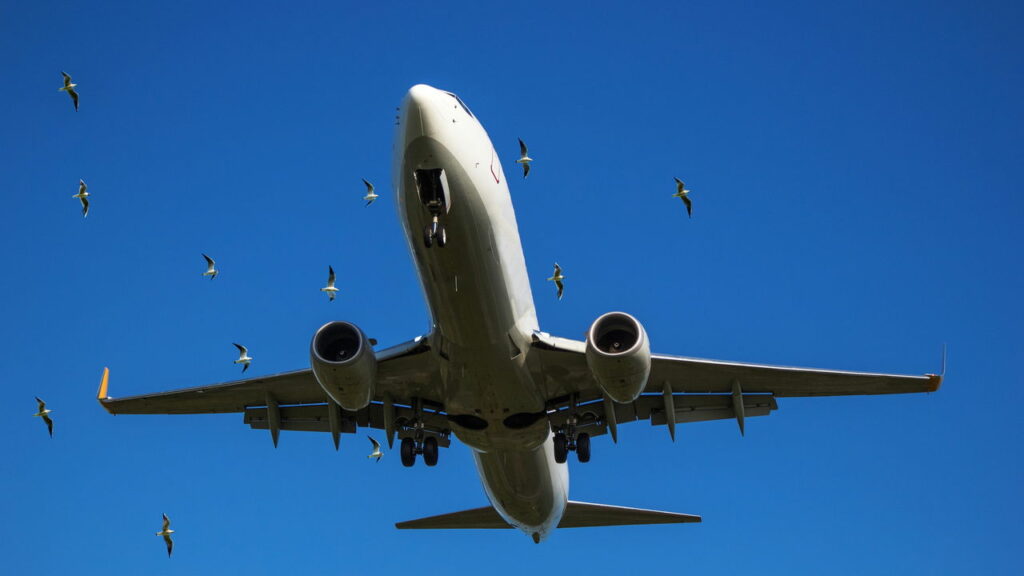O encontro perigoso entre aves e aviões que pode custar bilhões
