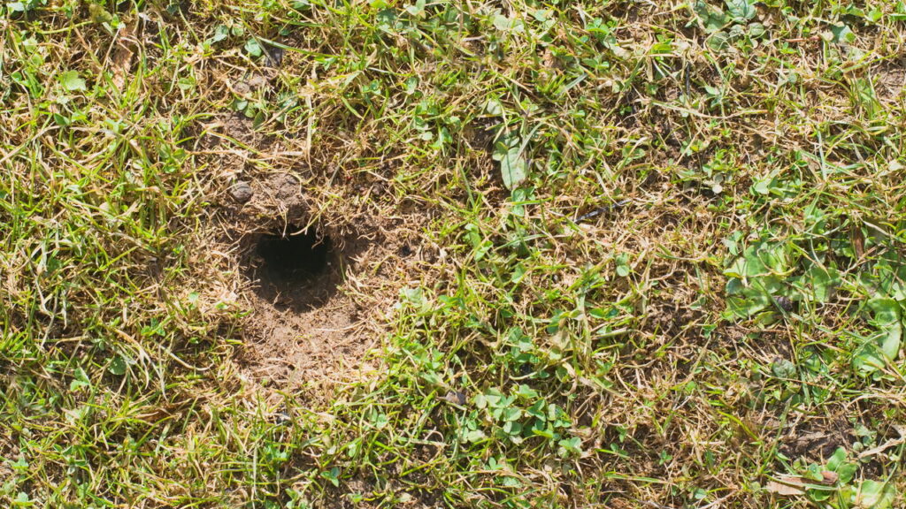 Atenção, este buraco no seu jardim pode ser um ninho de cobras: o que fazer?