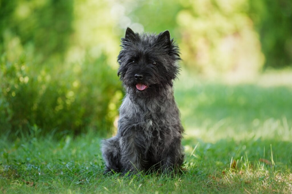4 características do cachorro da raça cairn terrier 