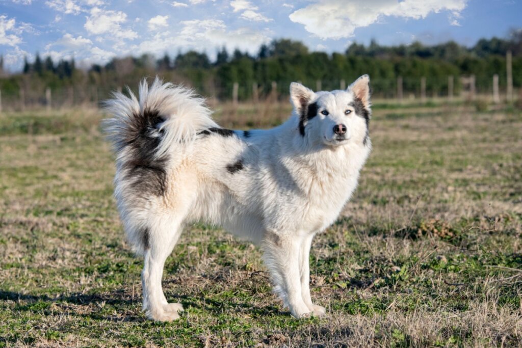 4 características do cachorro da raça yakutian laika 