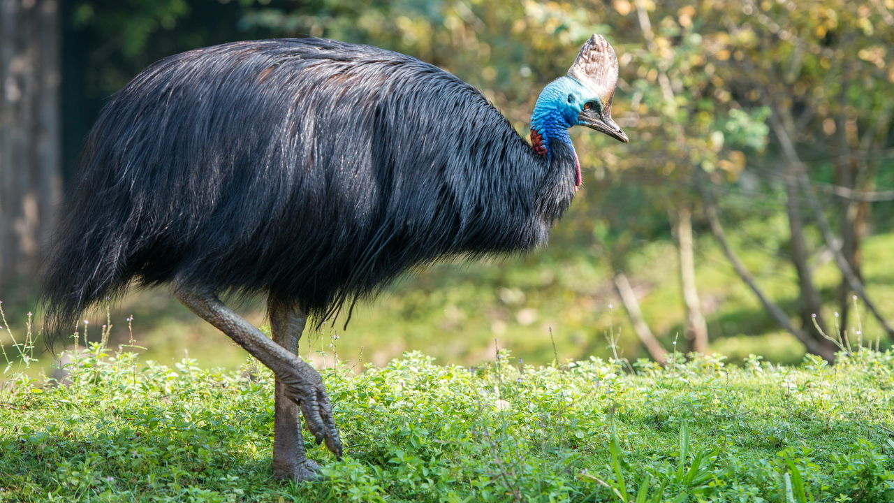 Por que o casuar, a ave mais temida do mundo, é fundamental para a sobrevivência das florestas tropicais