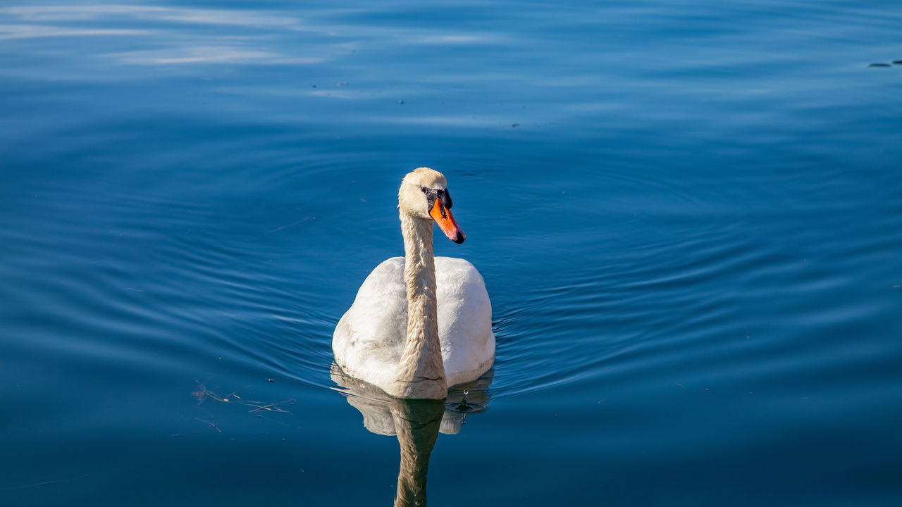 Homem salva cisne preso e gesto gera amizade que emociona o mundo