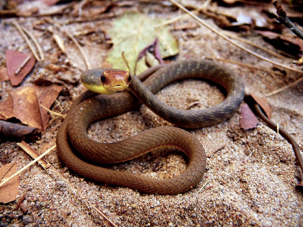 Atenção, este buraco no seu jardim pode ser um ninho de cobras: o que fazer? - Créditos: By Gionorossi - Own work, CC BY-SA 4.0, https://commons.wikimedia.org/w/index.php?curid=69134439
