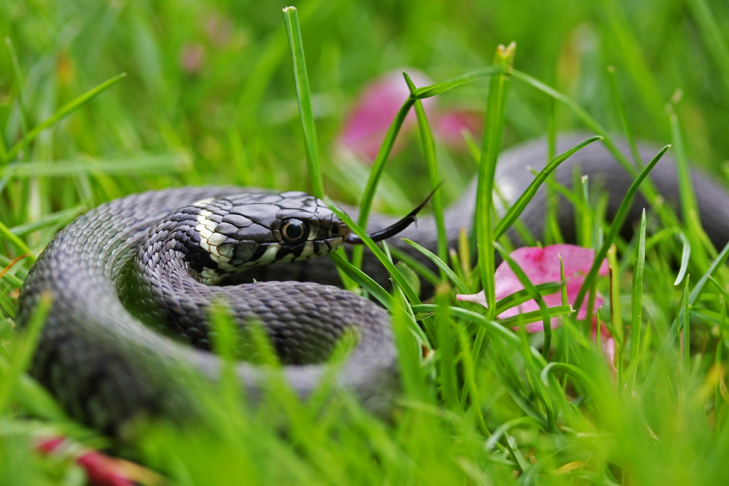Atenção, este buraco no seu jardim pode ser um ninho de cobras: o que fazer? - Créditos: By Thomas Brown - Grass Snake (Natrix natrix)Uploaded by mgiganteus, CC BY 2.0, https://commons.wikimedia.org/w/index.php?curid=27451165