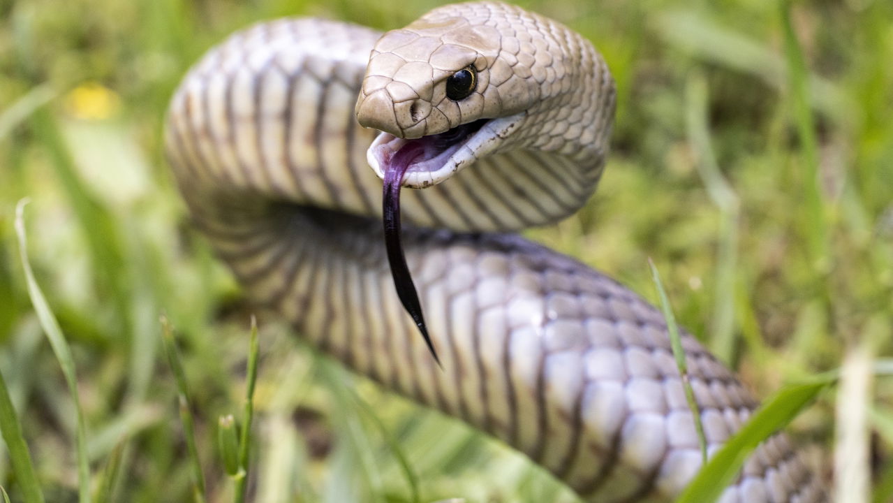 Babá é mordida por cobra marrom enquanto dorme