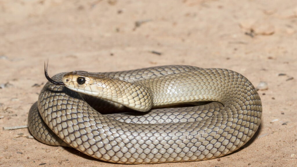 Babá é mordida por cobra marrom enquanto dorme