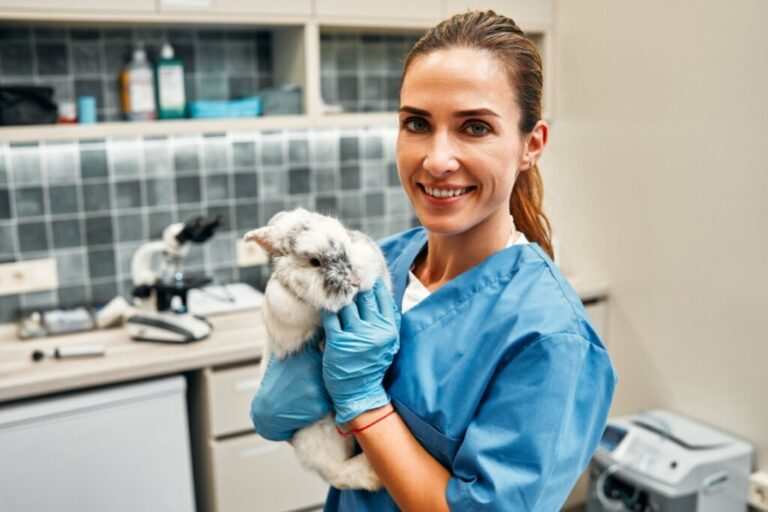 7 cuidados com coelhos de estimação