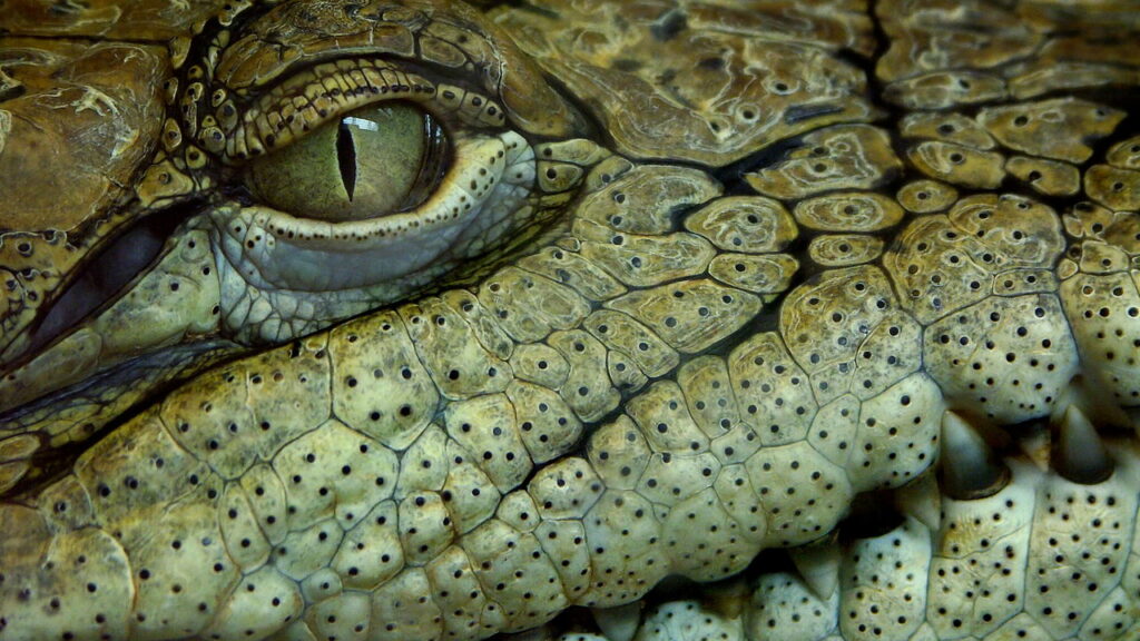 Cientistas descobrem crocodilo predador de dinossauros