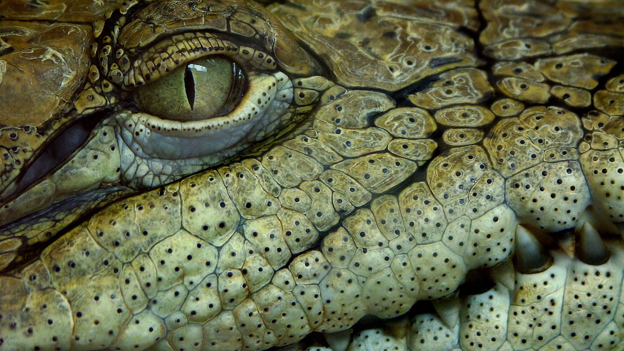 Cientistas descobrem crocodilo predador de dinossauros