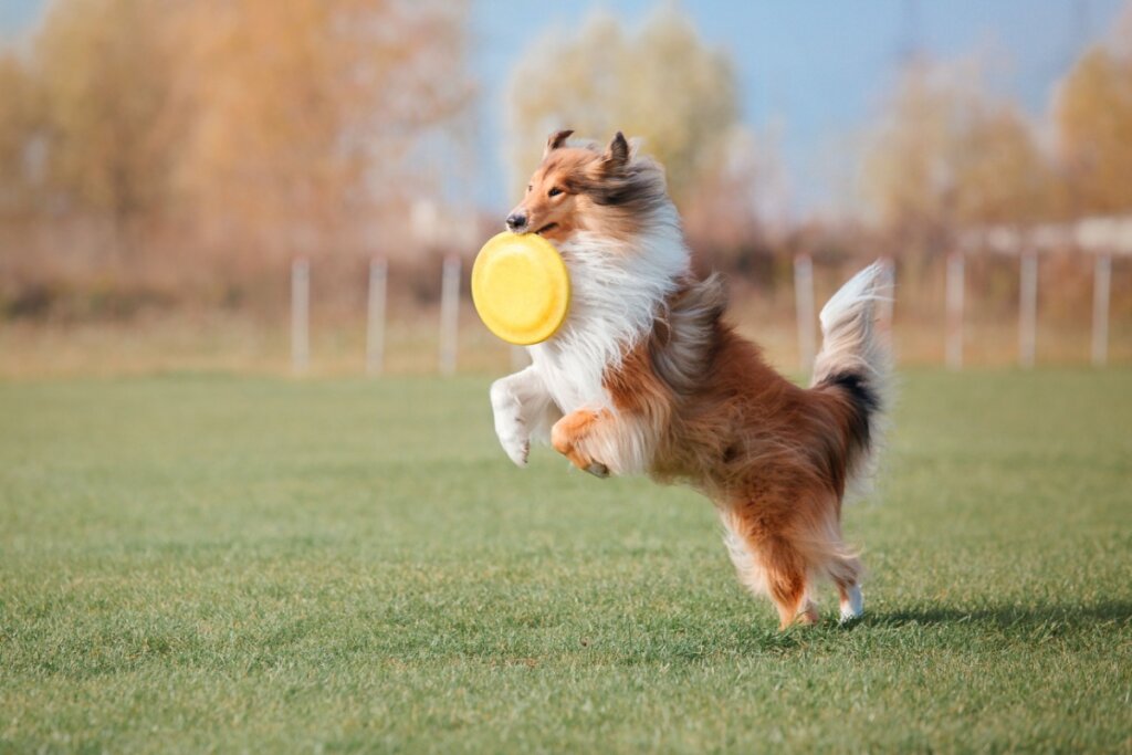 4 características do cachorro da raça rough collie 