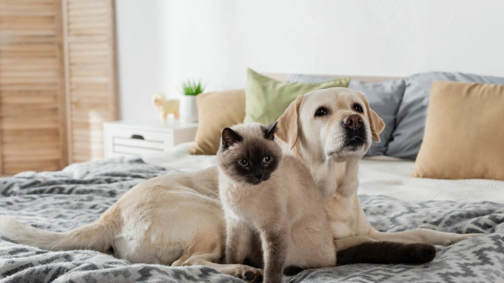 Cães vs gatos; a ciência responde quem é mais inteligente