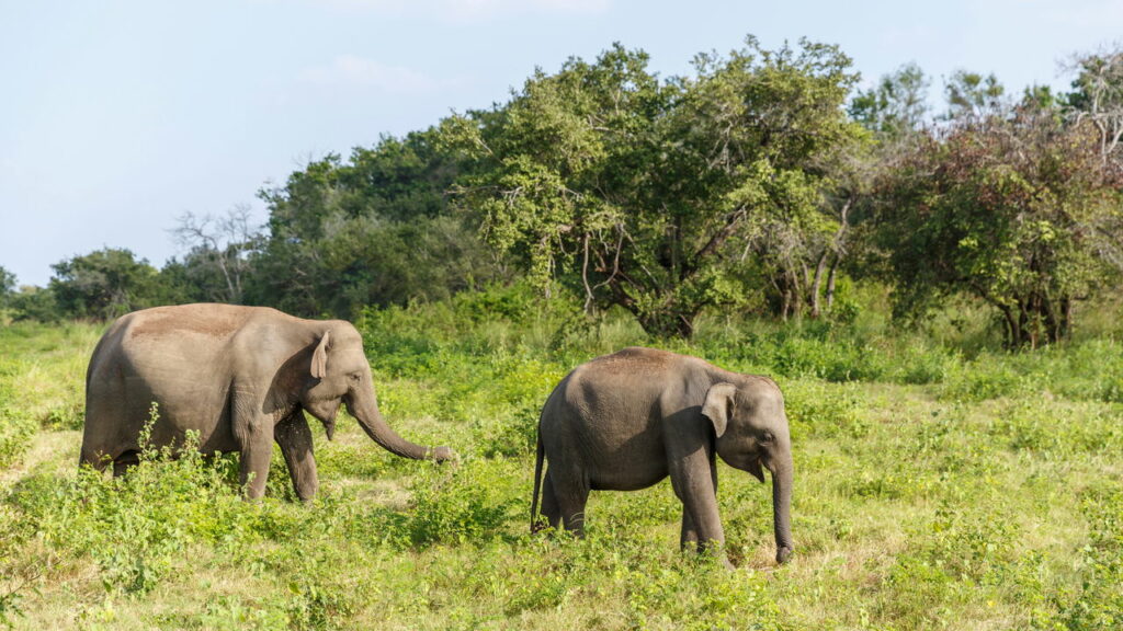 O segredo surpreendente por trás das orelhas gigantes dos elefantes