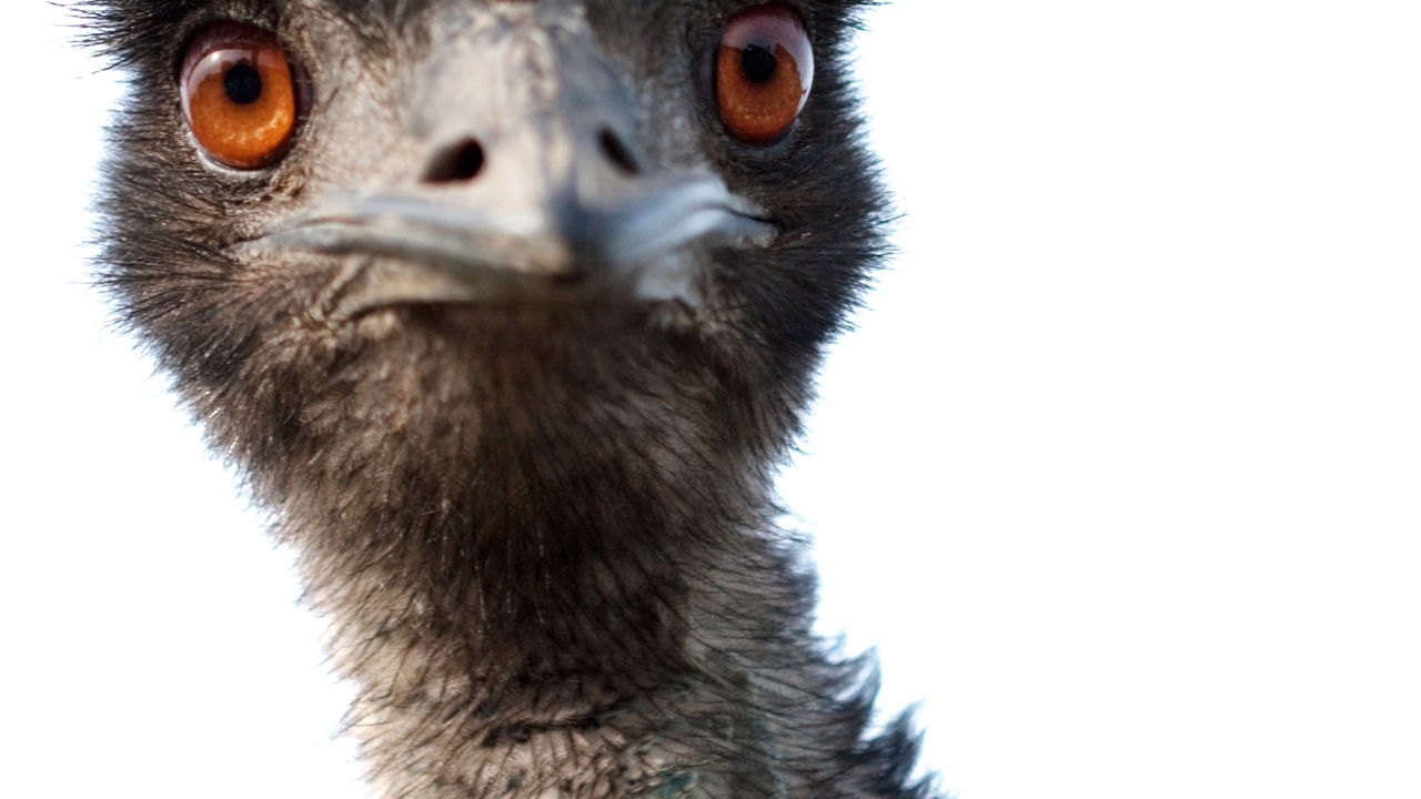 Uma criatura estranha foi filmada vagando pela área de um famoso ponto turístico