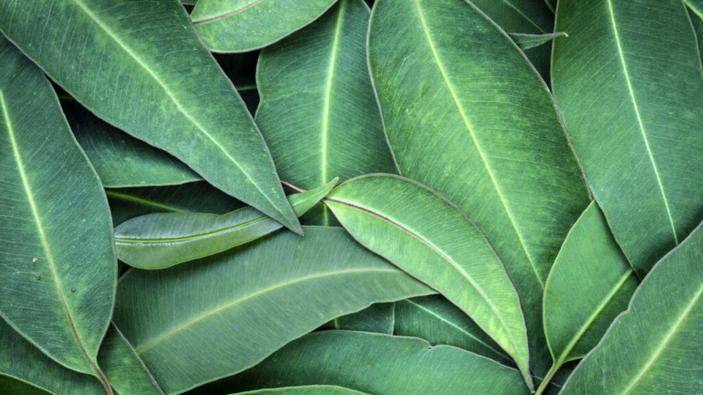 Planta que produz ouro pode ser cultivada em casa