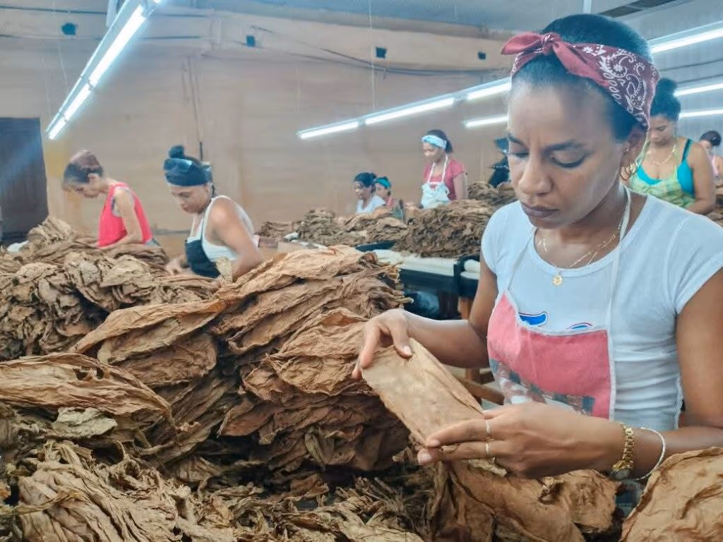 Crusoé: Charutos e cigarros cubanos são produzidos por presos escravos