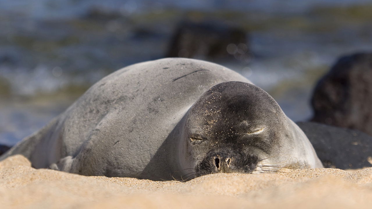 Ele filmava um buraco no gelo e o que surgiu de lá ninguém esperava