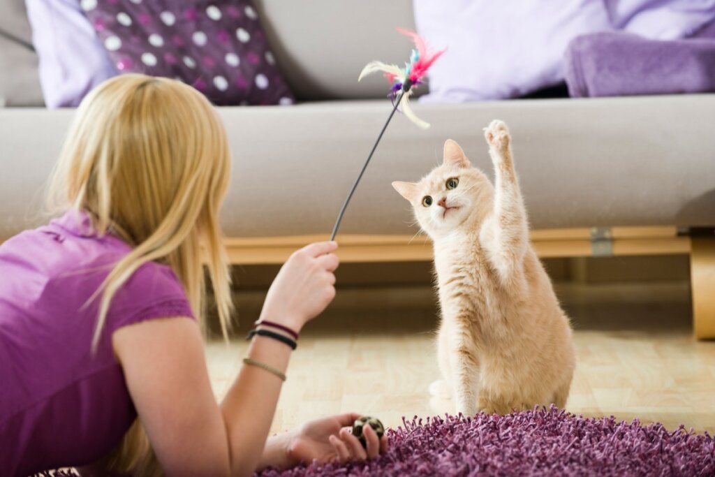12 nomes perfeitos para gatos sociáveis