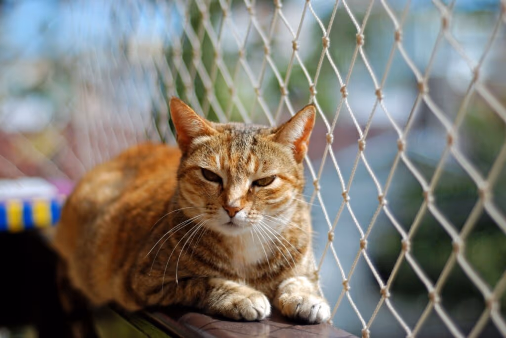 8 dicas para deixar a casa segura para o animal de estimação 