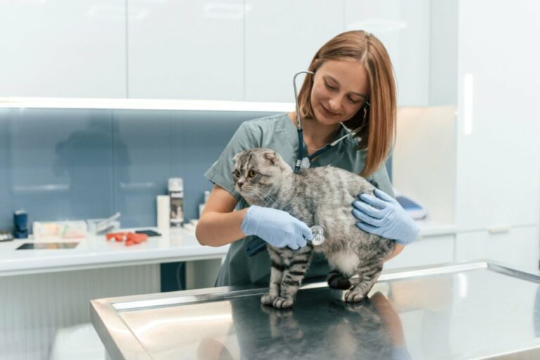 Veja as causas e os sintomas da hipertrigliceridemia em animais