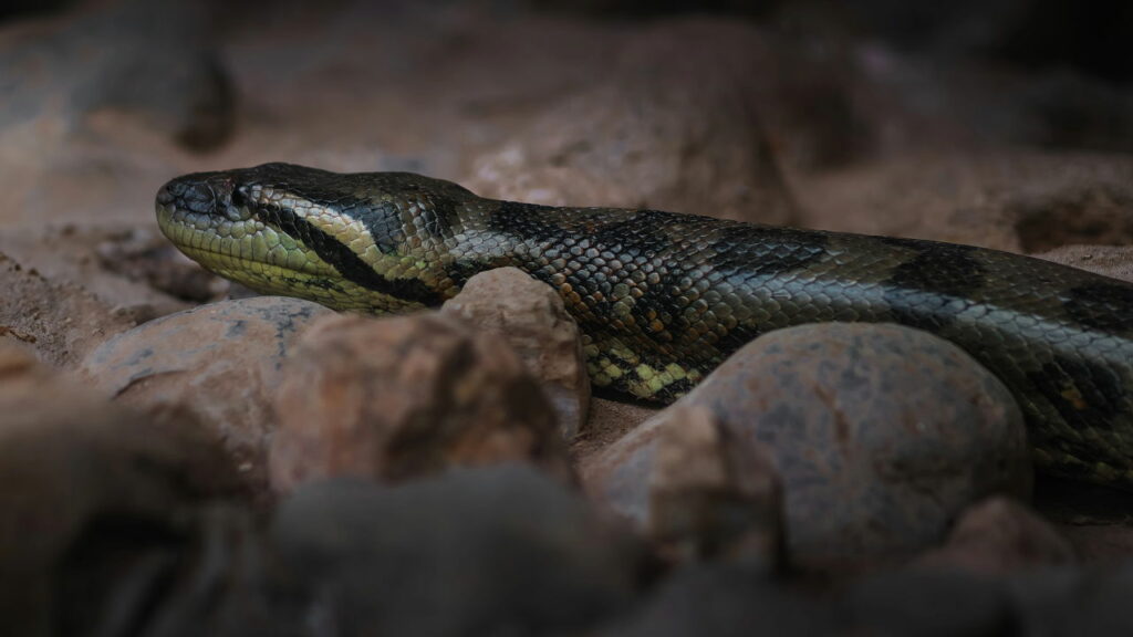 A força dessa cobra brasileira impressiona até os biólogos mais experientes - Créditos: depositphotos.com / diegograndi