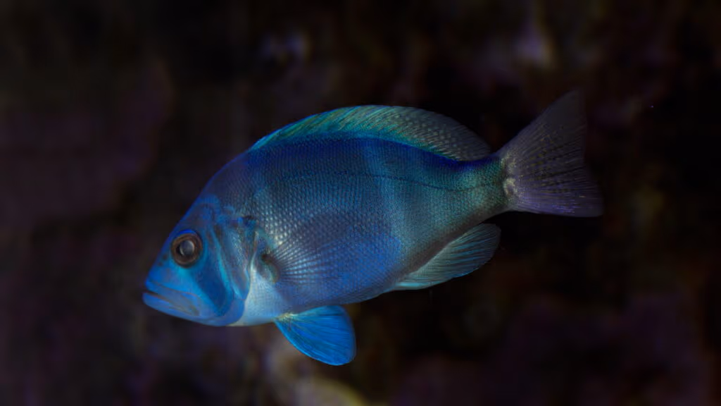 Peixes de recifes tropicais escondem segredo sobre a origem das espécies