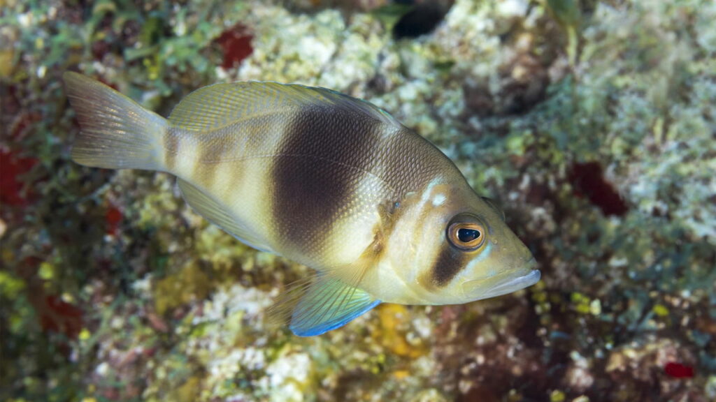 Peixes de recifes tropicais escondem segredo sobre a origem das espécies