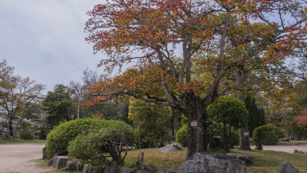 Planta que sobreviveu ao impacto da bomba de Hiroshima ainda floresce hoje