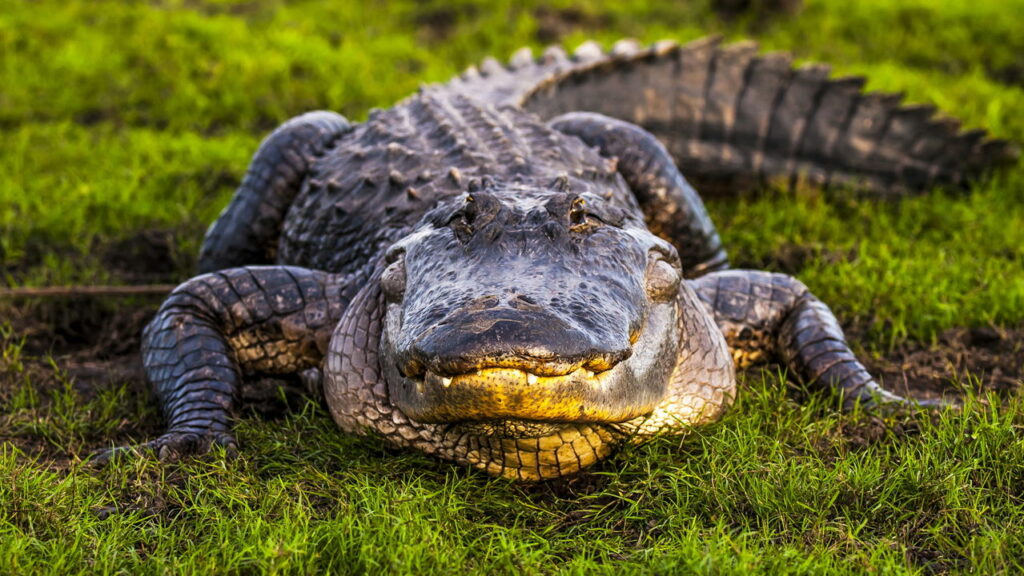Crocodilo gigante ataca jovem elefante atravessando rio