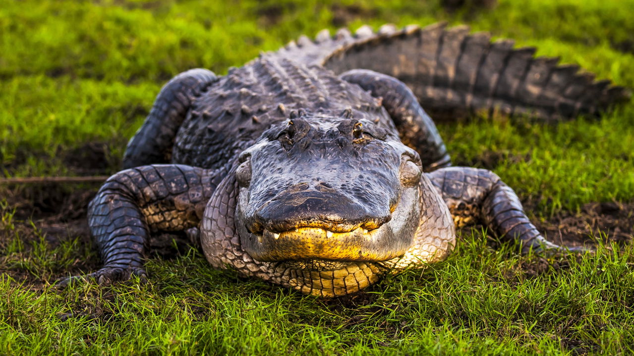 O que esse homem fez com um crocodilo deixou a internet em choque