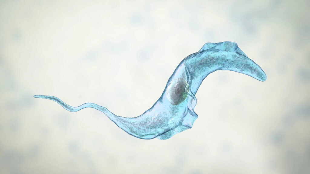 Nova ameaça à saúde surge com risco crescente de transmissão - Créditos: depositphotos.com / katerynakon