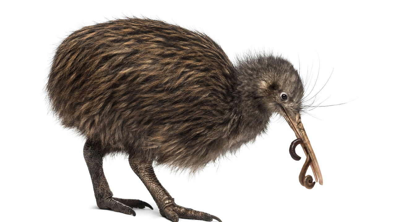 Kiwi é visto andando nas ruas de Wellington e espanta a todos